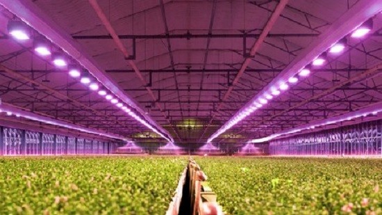 Tarım Endüstrisi LED Grow Işıklarından Nasıl Yararlanır?